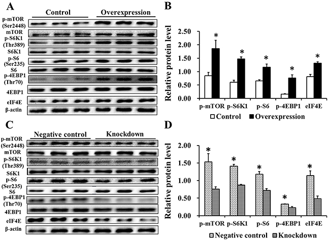 Effects of EAAT3 overexpression A&#x2013;B. and knockdown C&#x2013;D. on mTOR pathway related proteins in IPEC-J2 cells.