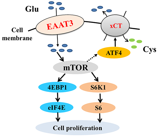 mTOR pathway activation by EAAT3.