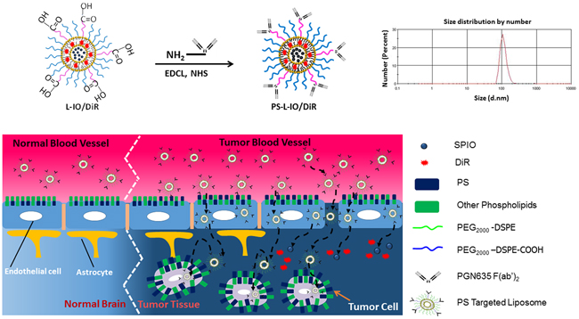 Illustrations of nanoformulation of PS-L-IO/DiR and its mode of action of the PS-targeted delivery for enhanced glioma-selective imaging.