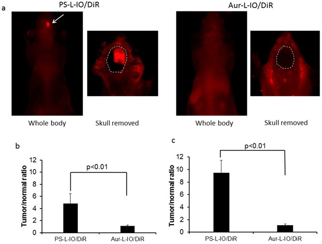 In vivo near infrared optical imaging of the PS-L-IO/DiR for specific glioma targeting.