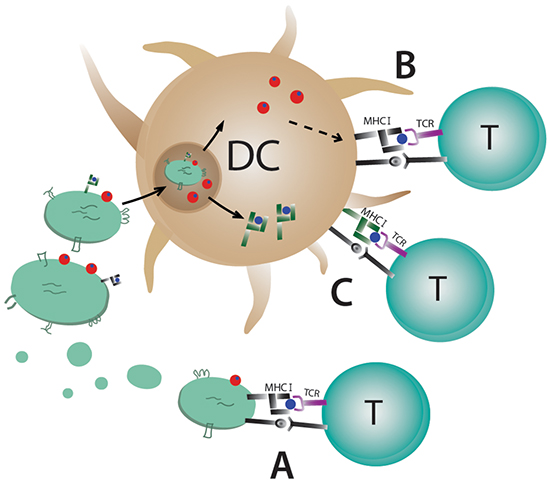 Possible mechanisms for T cell stimulation by antigen-loaded exosomes.
