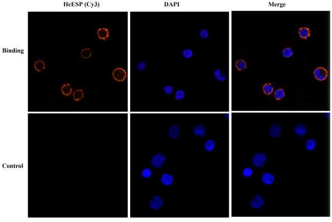 Confirmation of binding of HcESPs to goat PBMCs by IFA.