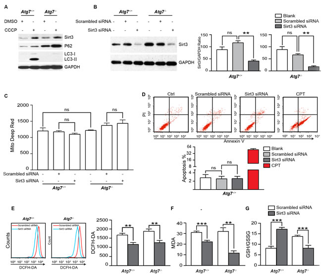 Examination of the role of Sirt3 in oxidative stress in K562 leukemia cells.