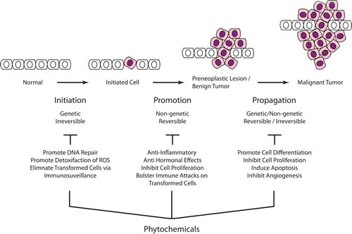 Carcinogenesis is a multistep process that ultimately reprogram a normal cell into a cancer cell.