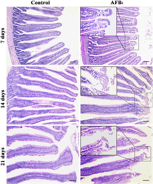 Histological structures of jejunum at 7, 14 and 21 days of age (H.E staining, scale bar: 100 &#x3bc;m).