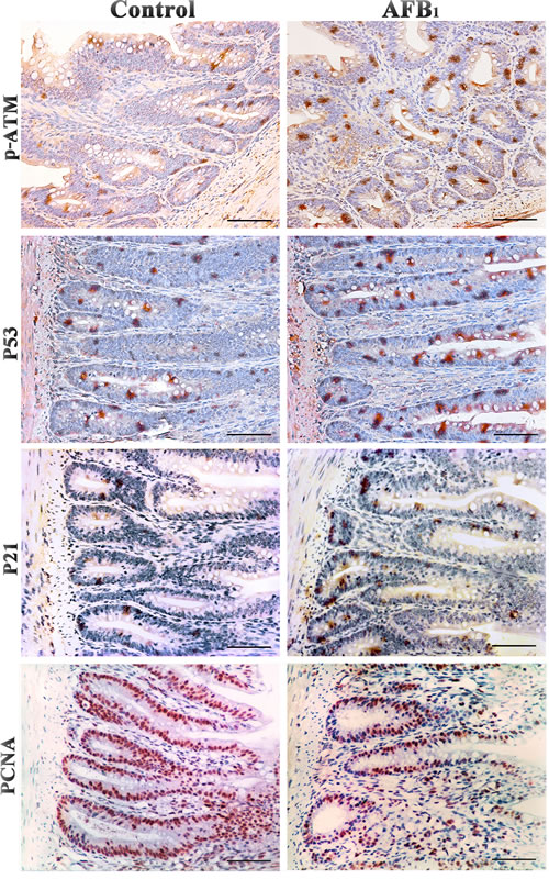 Expression of p-ATM, p53, p21 and PCNA protein in the jejunum at 14 days of age (Immunohistochemistry, scale bar: 50&#x3bc;m).