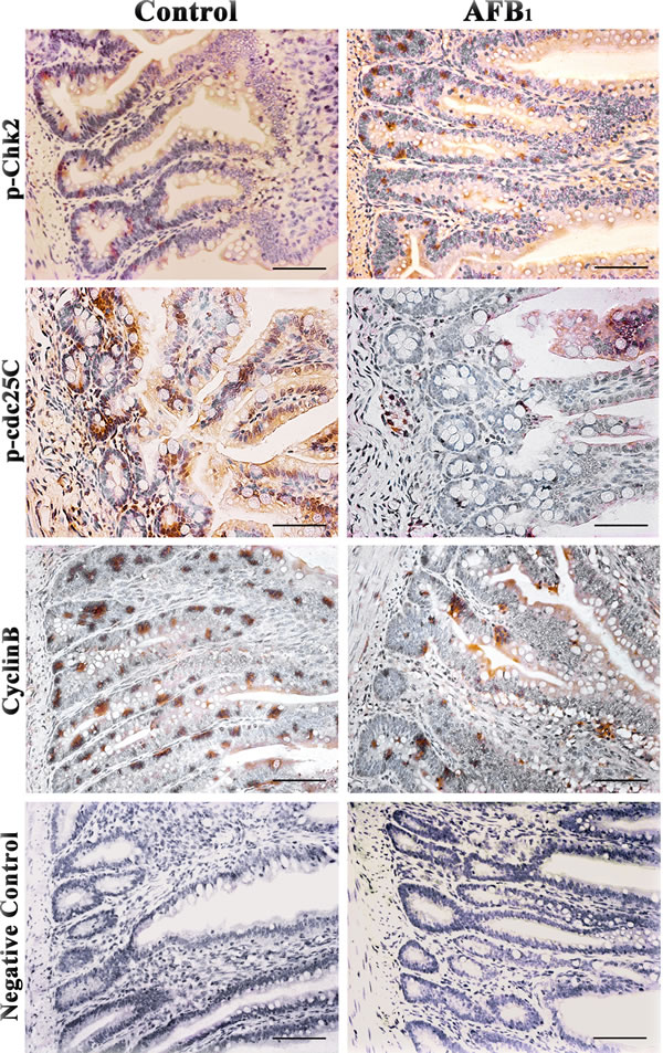 Expression of p-Chk2, p-cdc25C and cyclinB protein in the jejunum at 14 days of age (Immunohistochemistry, scale bar: 50&#x3bc;m).