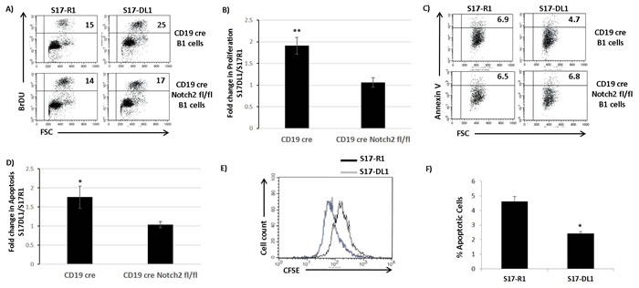 Notch signaling promotes the survival and proliferation of B1 cells and CLL cells.