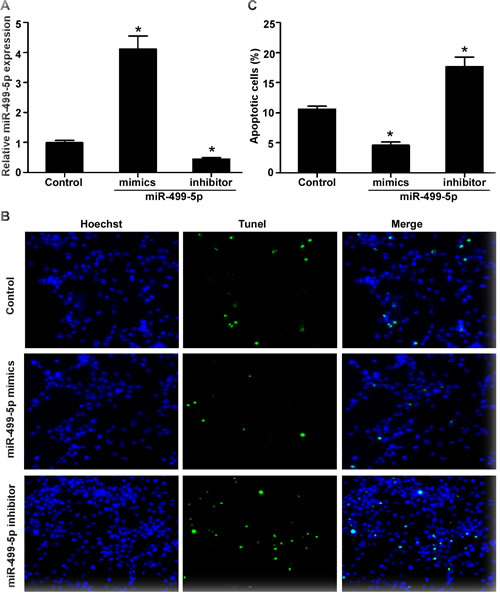 The effect of miR-499-5p on neonatal rat cardiomyocytes apoptosis under hypoxia.