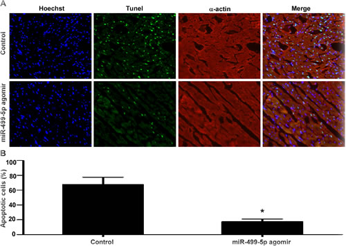The effect of miR-499-5p on cardiomyocytes apoptosis in the infarcted hearts.