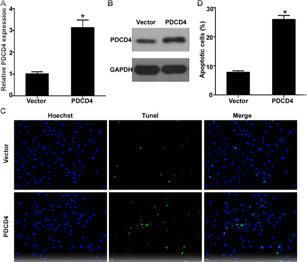 PDCD4 was involved in miR-499-5p-mediated cardiomyocytes apoptosis.