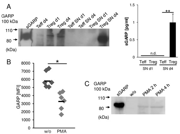GARP is shed from activated Treg and melanoma cells.