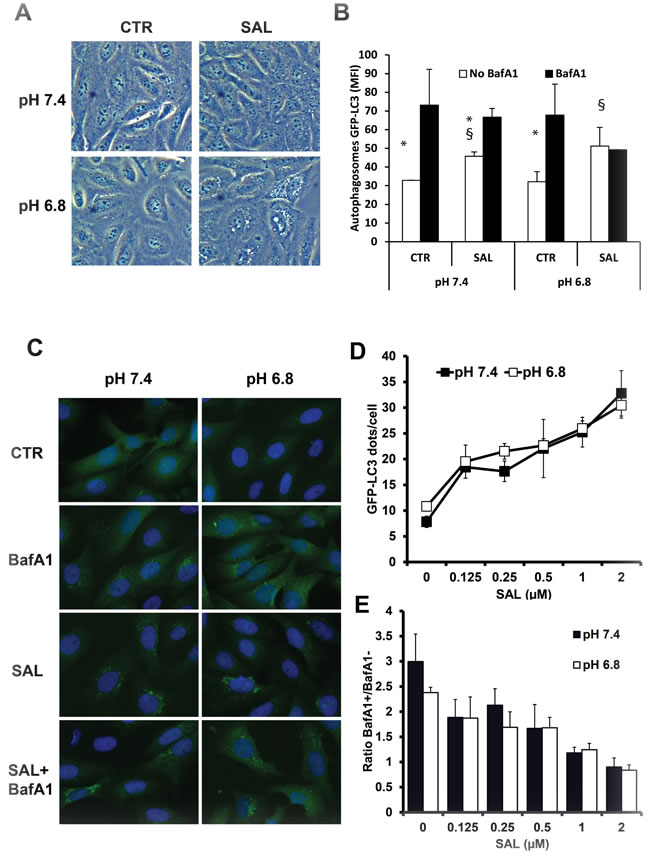 Effects of SAL on accumulation of GFP-LC3+ vesicles in HOS cells at pH 7.4 and 6.8.