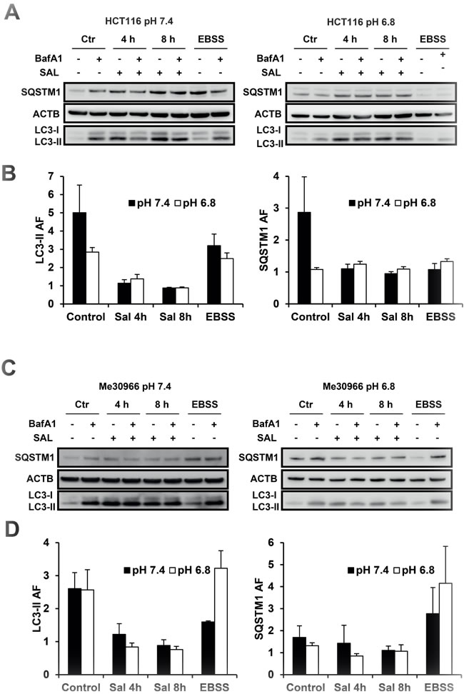 Effects of SAL on autophagic flux in cancer cell lines at pH 7.4 and 6.8.