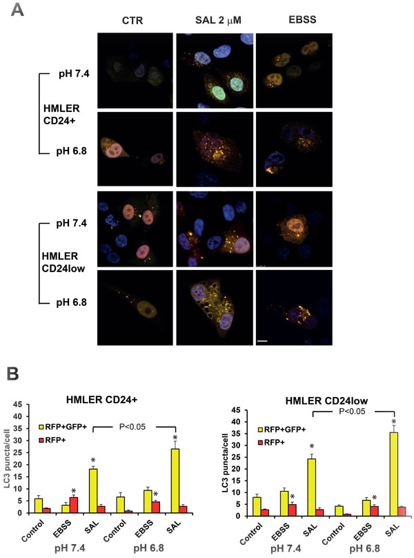 Effects of SAL on autophagy in HMLER cells by fluorescence microscopy.