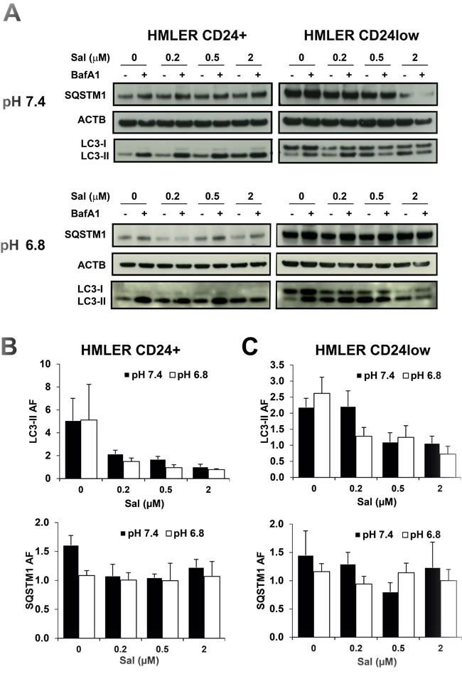Effects of SAL on autophagy in HMLER cells by western blot.