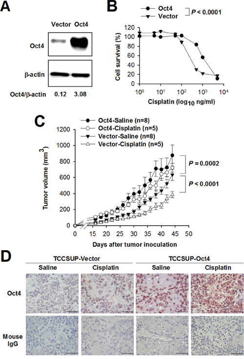 Overexpression of Oct4 confers resistance to cisplatin in bladder cancer.