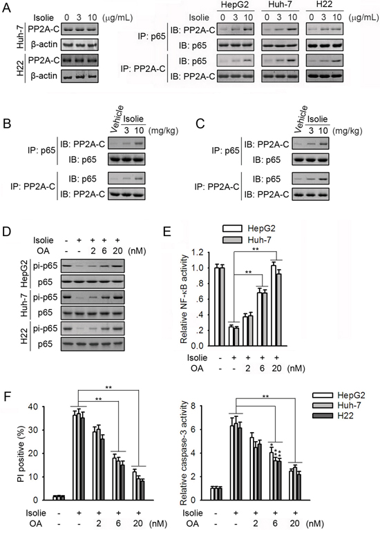 PP2A participated in isolie-induced p65 dephosphorylation.