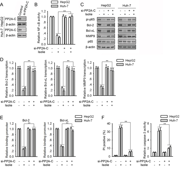 Knockdown of PP2A-C abrogated isolie-induced p65 dephosphorylation and HCC cell apoptosis.
