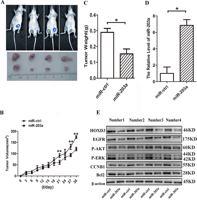 MiR-203a inhibits hepatocellular carcinoma progression in vivo.
