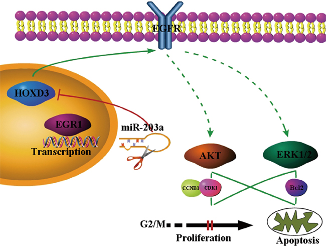 Proposed model for MiR-203a was directly activated by the EGR1 transcription factor.