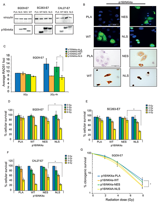 The effect of p16INK4a nuclear localization on radiation response in HNSCC cells.