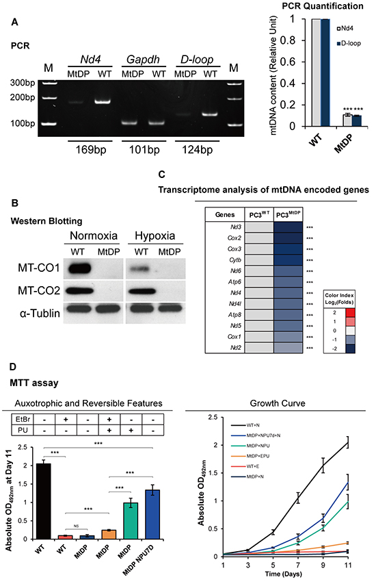The MtDP PC3 cells are mtDNA depletion, pyruvate and uridine auxotrophic and slow cycling.