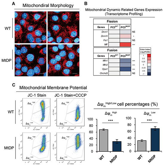 MtDP PC3 cells show immature mitochondria.