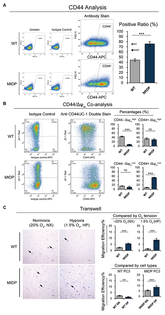 The flowcytometric CD44, CD44/&#x0394;&#x03C8;m co-analyses and transwell experiment results.
