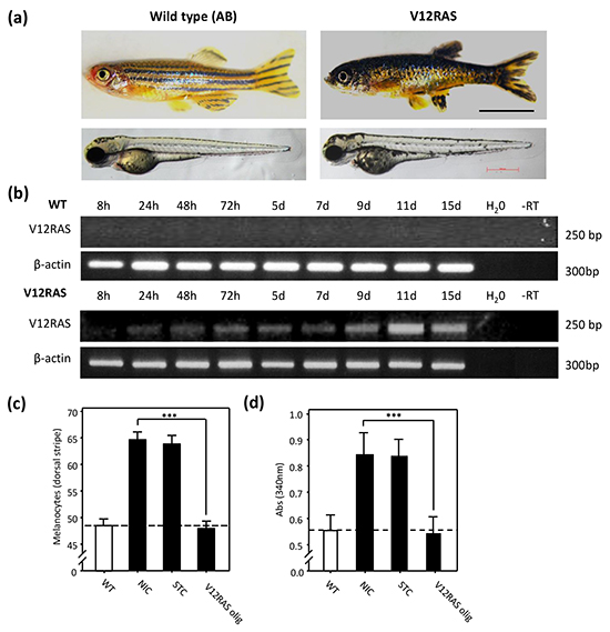 Melanocyte hyplerplasia in V12HRAS-expressing zebrafish embryos.