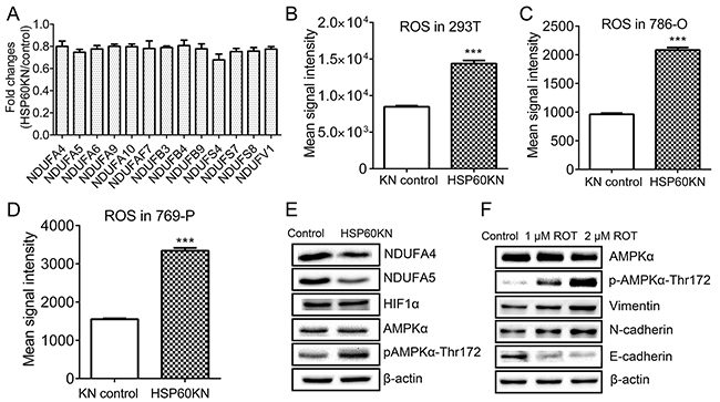 HSP60 knockdown disrupts complex I integrity to activate AMPK pathway.