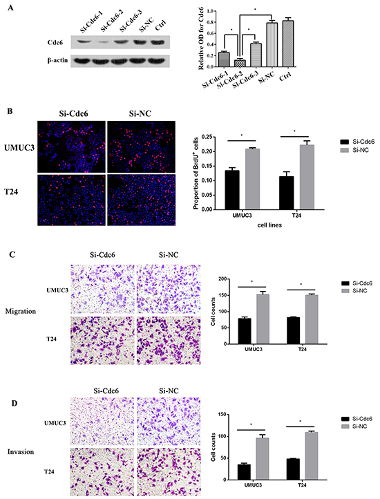 Cdc6 depletion reduced DNA replication, migration and invision in bladder cancer cells.