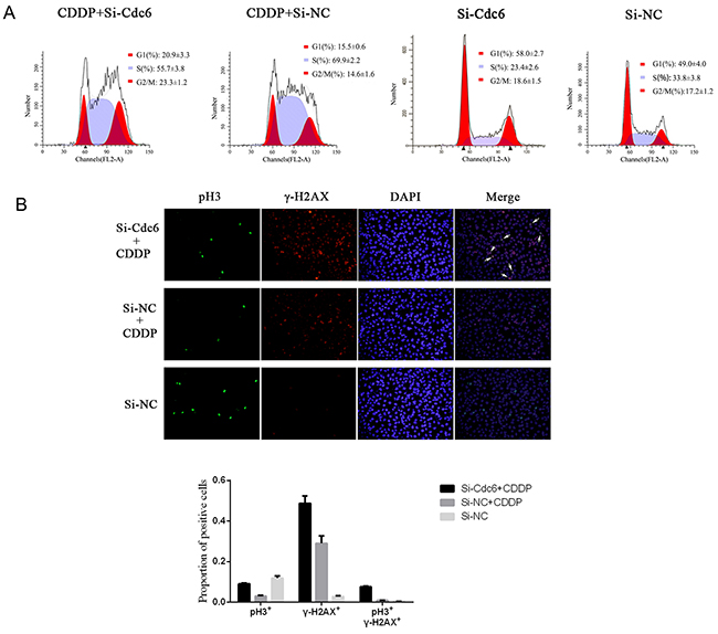 Cdc6 depletion abolishes Cisplain-induced cell cycle arrest, induces aberrant mitosis.