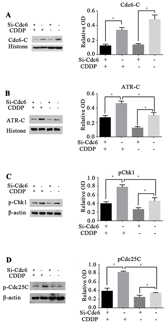 Cdc6 depletion inhibits ATR-Chk1-Cdc25 checkpoint pathway.