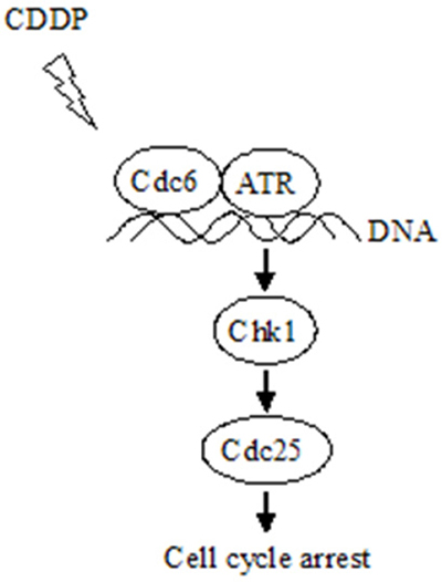 Schematic model for the mechanism that Cdc6 contributes to CDDP resistance by facilitating activation of ATR-Chk1-Cdc25C pathway.