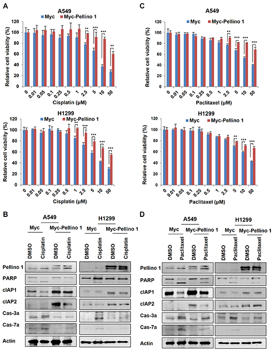 Pellino-1 overexpression promotes the chemoresistance of lung cancer cells.