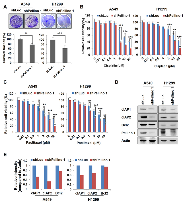 Depletion of Pellino-1 leads to the chemosensitization of lung cancer cells.