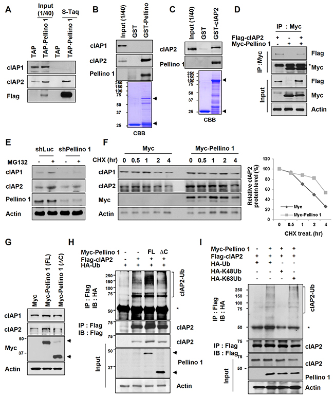 Pellino-1 interacts with cIAP2 and induces cIAP2 stabilization via K63-mediated polyubiquitination.