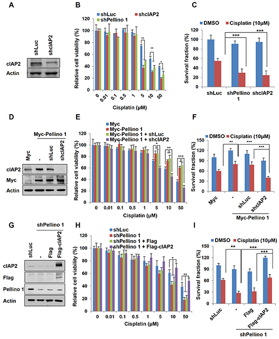 Pellino-1 leads to the chemoresistance of lung cancer via cIAP2 stabilization.