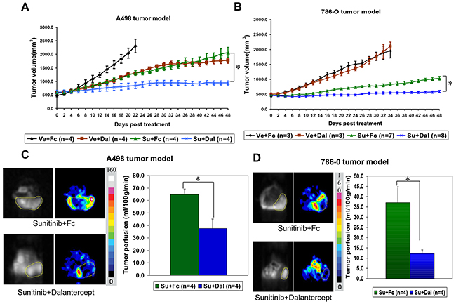 Combination of dalantercept with sunitinib leads to durable tumor growth inhibition in RCC xenograft models.