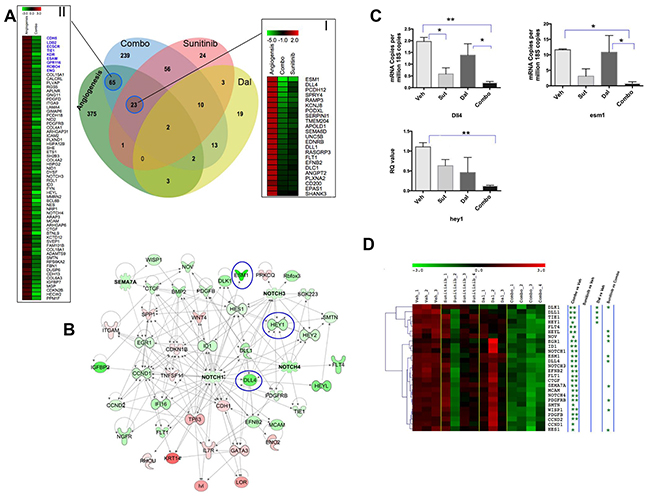 Comparative analysis of tumor angiogenesis signature and RCC xenograft host transcriptome alterations due to sunitinib, dalantercept and combination therapies.