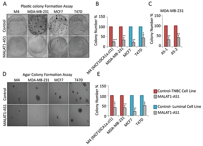 Depletion of MALAT1 in breast cancer cells decreases cell proliferation and anchorage-independent colony formation.