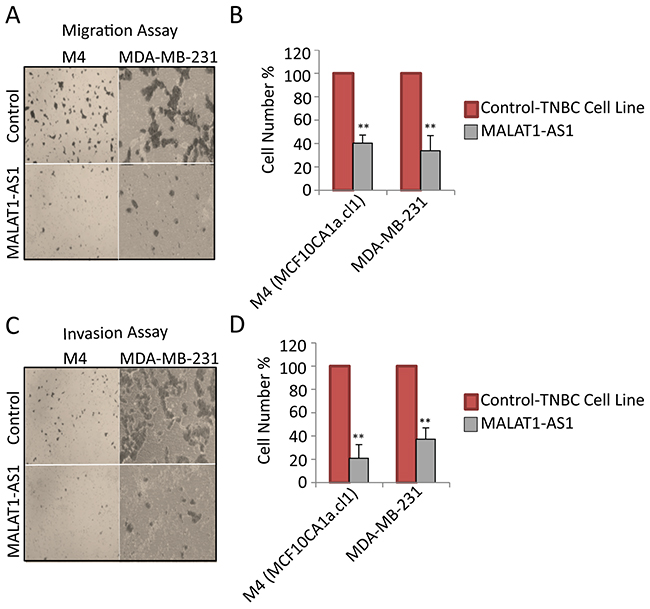 MALAT1 depletion decreases migration and invasion in metastatic TNBC cells.