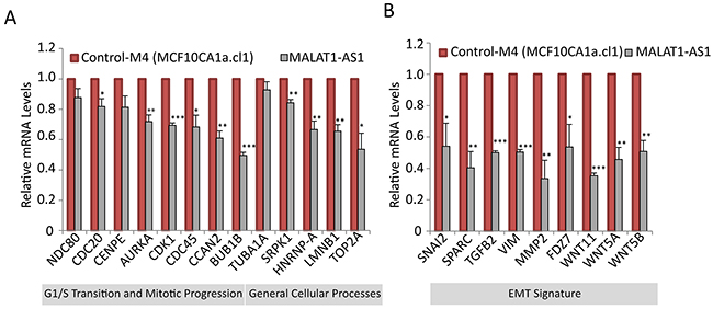 MALAT1 regulates the expression of genes involved in cell cycle progression and EMT signature.