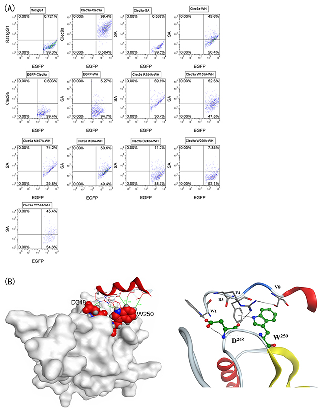 Binding of peptide WH toward Clec9a mutants and the docking model.