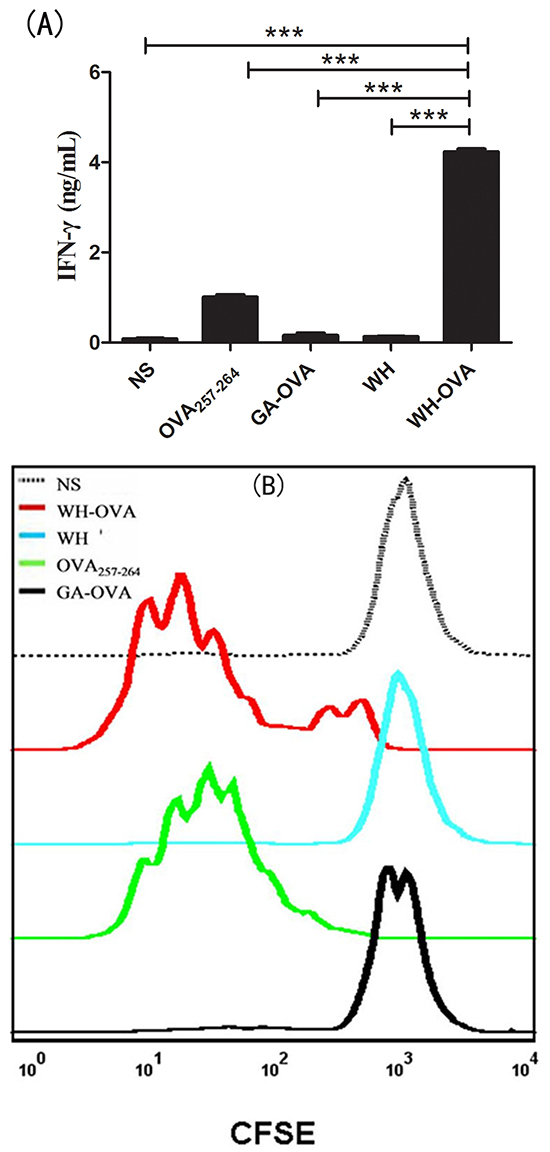 The effects of peptide WH on the cross-presentation of OVA257-264 by FL-DCs in vitro.