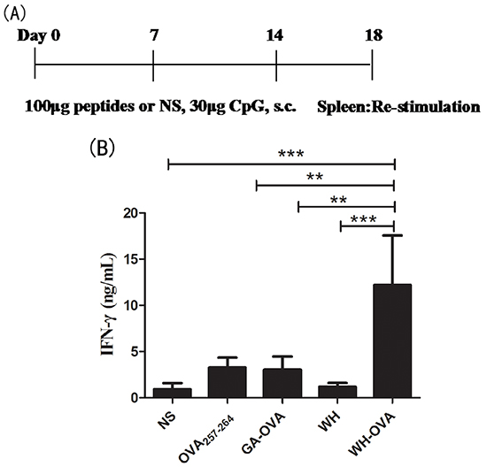 The effects of peptide WH on the cross priming of OVA257-264 specific CD8+ T cells in na&#x00EF;ve C57Bl/6J mice.