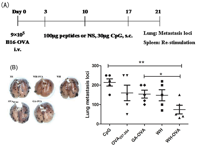 The antitumor effects of peptide WH-OVA257-264 in B16-OVA melanoma lung metastasis model.