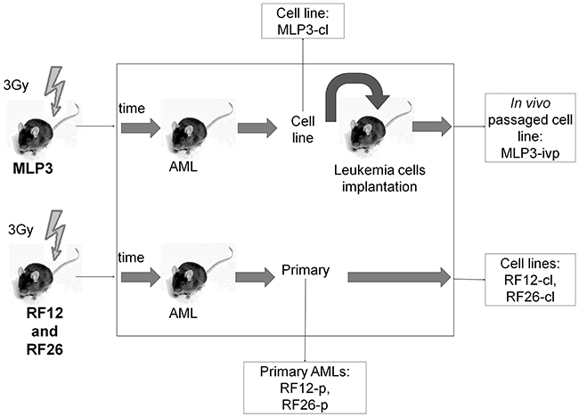 Schematic showing the origin of AML materials used in the study.