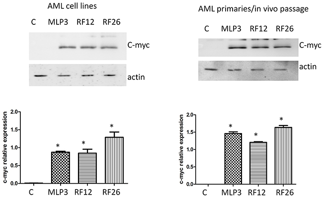 Western blot analysis of c-myc expression in the primary and in vivo passaged samples and the AML cell lines.